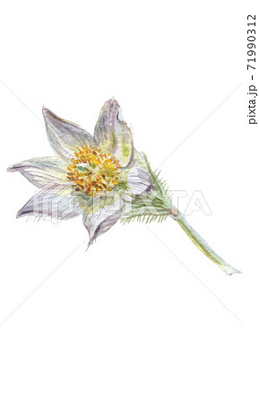 Watercolor illustration of pasque-flower, hand drawn illustration of first wild flower isolated on white background 71990312