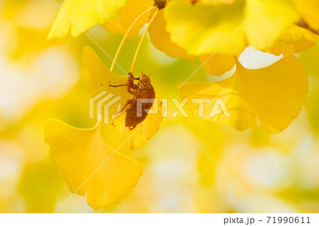 イチョウに残るセミの抜け殻 71990611