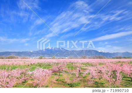 モモの花畑と北信五岳 71990710