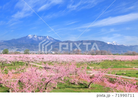 モモの花畑と北信五岳 71990711