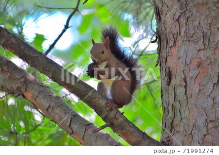 どんぐりを食べるエゾリスの写真素材