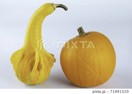 Yellow colored pumpkins on a white background 71991320