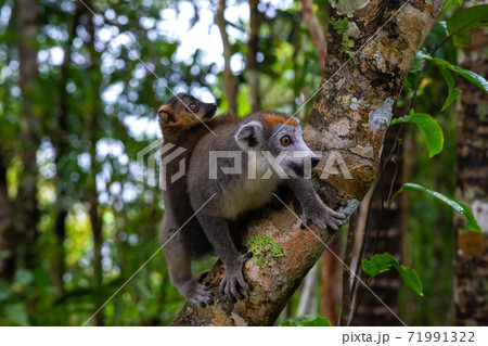 A crown lemur on a tree in the rainforest of Madagascar A crown lemur on a tree in the rainforest of Madagascar 71991322