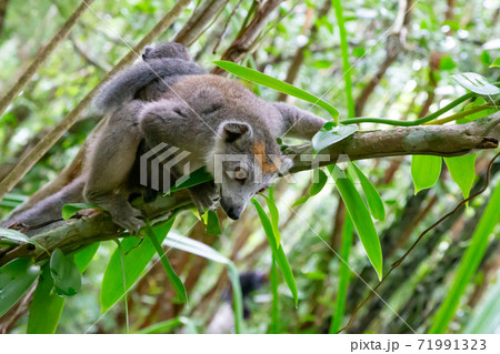 A crown lemur on a tree in the rainforest of Madagascar A crown lemur on a tree in the rainforest of Madagascar 71991323