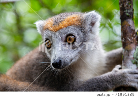 A crown lemur on a tree in the rainforest of Madagascar 71991339