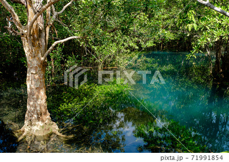 National Park in Krabi Province, Thailand with mangrove forests 71991854