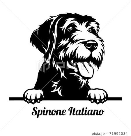 Spinone Italiano Peeking Dog - head isolated on white 71992084