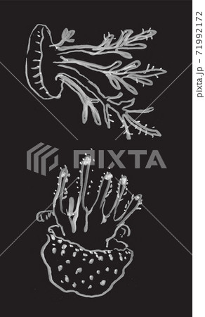 Two jellifishes, hand drawn illustration Two jellifishes, hand drawn illustration 71992172