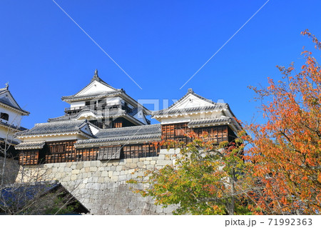 【愛媛県】紅葉の松山城天守閣 【愛媛県】紅葉の松山城天守閣 71992363