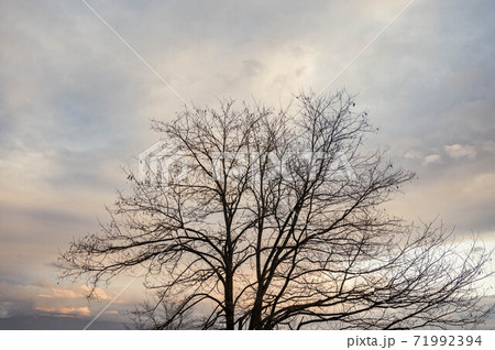 冬の夕方 ニセアカシアの大木と空の写真素材