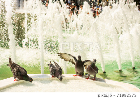 Pigeons drinking water from marble fountain at the city park 71992575