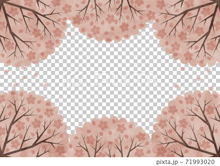 桜の木を下から見上げるイラストのイラスト素材