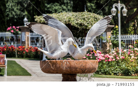 Seagulls as sea bird in rose garden by the fountain 71993155