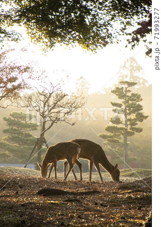 奈良公園の鹿 71993277