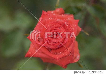 バラ ピンク 赤 バラ園 花びら 薔薇 バラ ピンク 赤 バラ園 花びら 薔薇 71993545