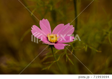秋桜の写真素材