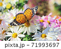 花と蝶々 71993697
