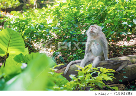 Portrait of a meditating monkey 71993898