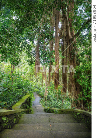 Tropical jungle roots hanging down from the huge tree Tropical jungle roots hanging down from the huge tree 71993904