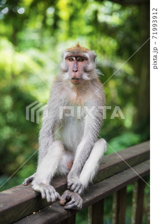 Charming monkey sitting on a wooden railing Charming monkey sitting on a wooden railing 71993912