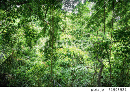 View deep in the jungle View deep in the jungle 71993921