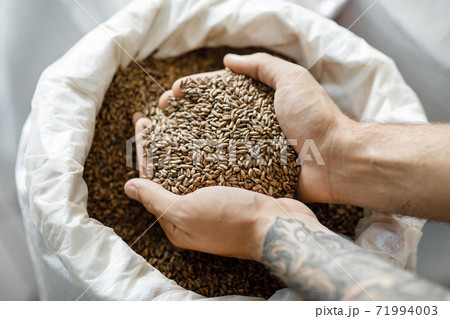 Modern brewery, small business, products for fermentation beer and plant 71994003