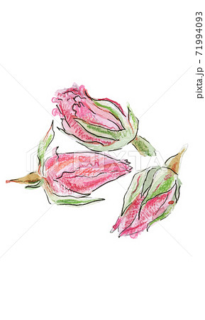 Dried rose bud, watercolor illustration 71994093