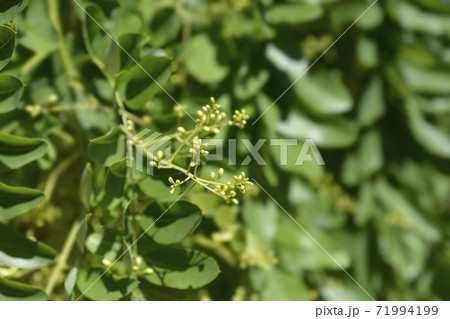 Weeping Japanese pagoda tree 71994199