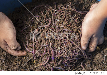 Child hands holding Fertile soil Child hands holding Fertile soil 71994343
