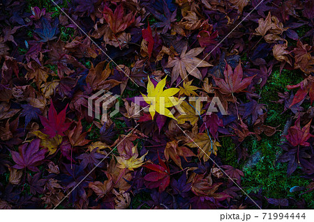 しっとりした落ち葉・紅葉 しっとりした落ち葉・紅葉 71994444
