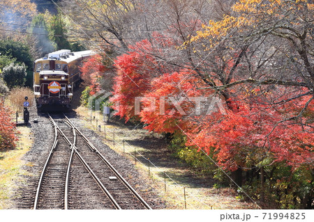 わたらせ渓谷鐵道「トロッコわたらせ渓谷号と紅葉の沢入駅」 わたらせ渓谷鐵道「トロッコわたらせ渓谷号と紅葉の沢入駅」 71994825