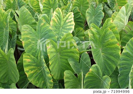 里芋の葉の写真素材