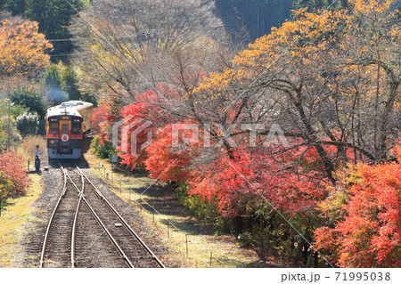 わたらせ渓谷鐵道「トロッコわっしー号と美しき紅葉の沢入駅」 71995038