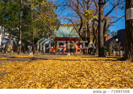 秋深まる葛飾八幡宮 71995506