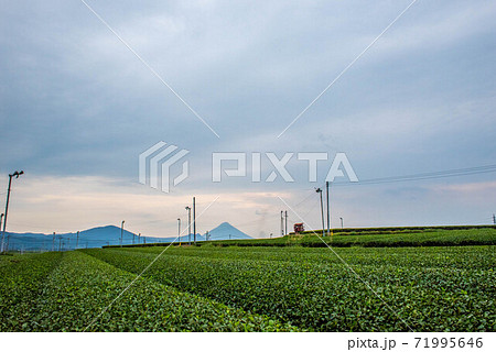 茶畑と開聞岳 茶畑と開聞岳 71995646