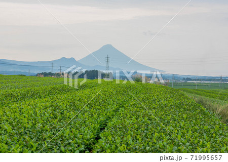 茶畑と開聞岳 71995657
