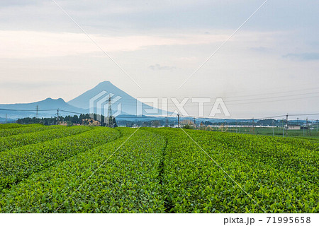 茶畑と開聞岳 71995658