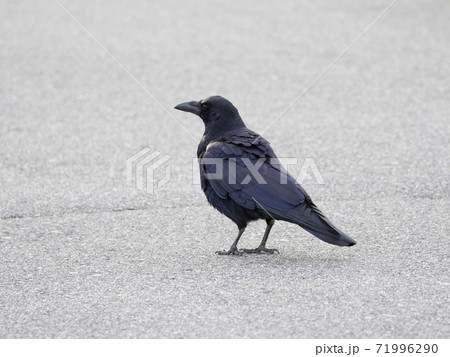 道路上のハシボソガラス 71996290