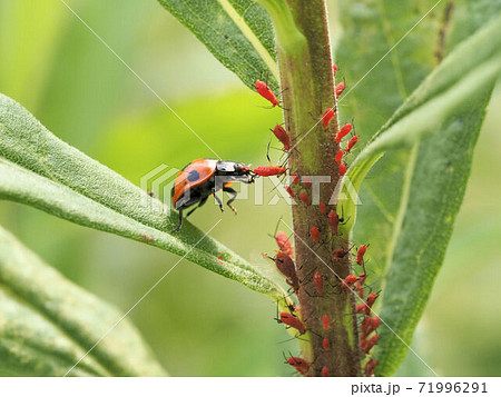 アブラムシを補食するナナホシテントウ 71996291