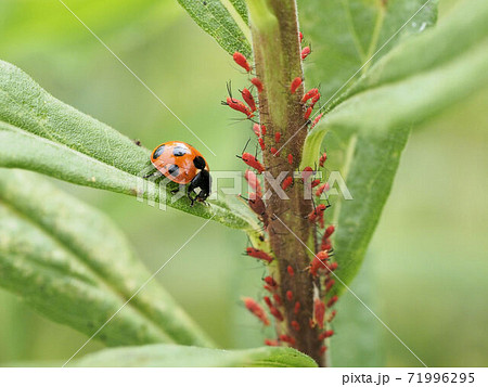 ナナホシテントウ ナナホシテントウ 71996295