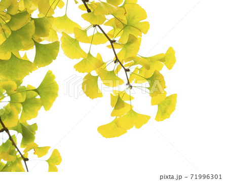 黄色いイチョウの葉 71996301