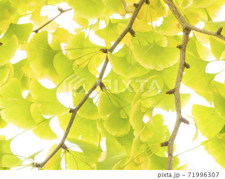黄色いイチョウの葉 黄色いイチョウの葉 71996307