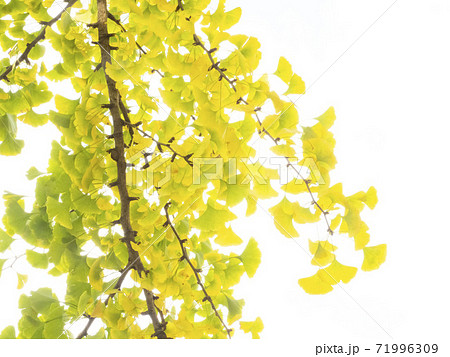 黄色いイチョウの葉 71996309