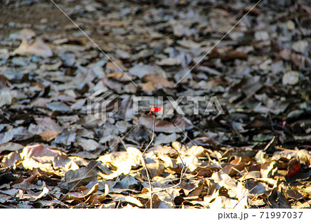 Green habitat at the National Park with lake and river in Kaz Mountain, Kaz Daglari, Mount Ida in the district of Edremit in Balikesir, Turkey Green habitat at the National Park with lake and river in Kaz Mountain, Kaz Daglari, Mount Ida in the district of Edremit in Balikesir, Turkey 71997037