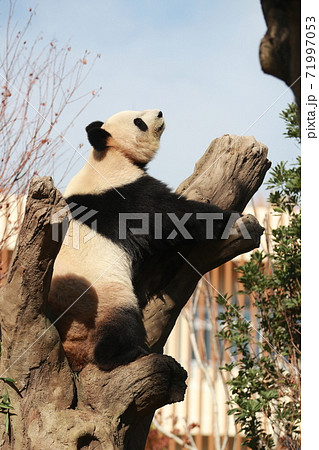 パンダ パンダ 71997053
