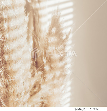 Dried Pampas Grass 71997309