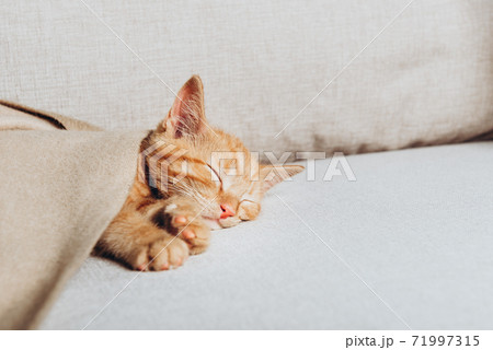 Cute ginger kitten sleeps Cute ginger kitten sleeps 71997315