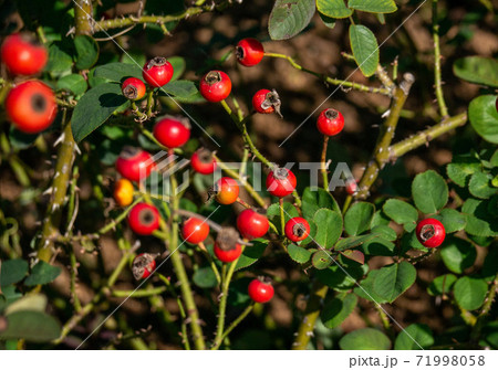 10月晴れの日のジプシーボーイのつぼみ 10月晴れの日のジプシーボーイのつぼみ 71998058