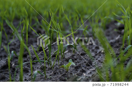 Close up young wheat seedlings growing in a field. Green wheat growing in soil. Close up on sprouting rye agriculture on a field in sunset. Sprouts of rye. Wheat grows in chernozem planted in autumn. Close up young wheat seedlings growing in a field. Green wheat growing in soil. Close up on sprouting rye agriculture on a field in sunset. Sprouts of rye. Wheat grows in chernozem planted in autumn. 71998244