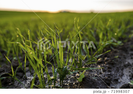 Close up young wheat seedlings growing in a field. Green wheat growing in soil. Close up on sprouting rye agriculture on a field in sunset. Sprouts of rye. Wheat grows in chernozem planted in autumn. Close up young wheat seedlings growing in a field. Green wheat growing in soil. Close up on sprouting rye agriculture on a field in sunset. Sprouts of rye. Wheat grows in chernozem planted in autumn. 71998307